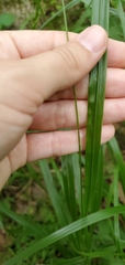 Diarrhena obovata