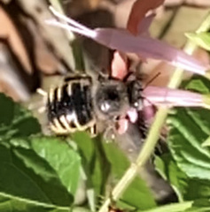 Xylocopa tabaniformis parkinsoniae