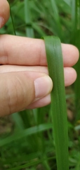 Diarrhena obovata