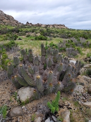 Eulychnia breviflora