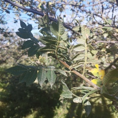 Bursera palmeri