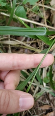 Diarrhena obovata