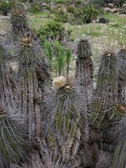 Eulychnia breviflora