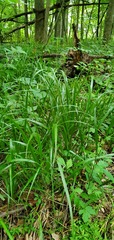 Diarrhena obovata