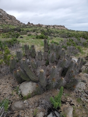 Eulychnia breviflora