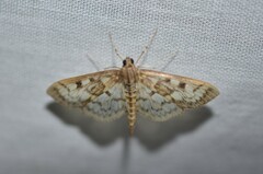 Herpetogramma