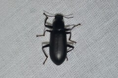 Alobates pensylvanicus