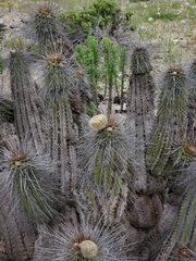 Eulychnia breviflora