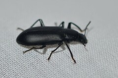 Alobates pensylvanicus