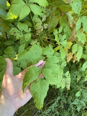 Xanthorhiza simplicissima