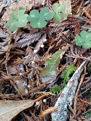 Paragymnopus sequoiae