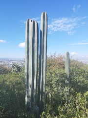 Lophocereus marginatus