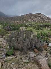 Eulychnia breviflora