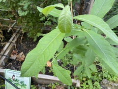 Salix sitchensis