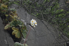 Begonia octopetala