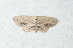 Scopula cacuminaria