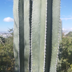 Lophocereus marginatus