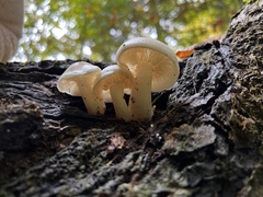 Hygrophorus eburneus