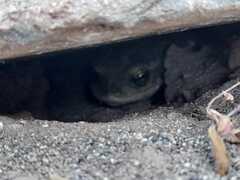 Rhinella atacamensis