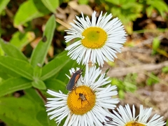 Chauliognathus limbicollis