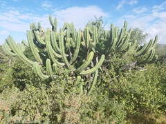 Myrtillocactus geometrizans