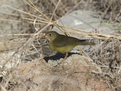 Oporornis agilis