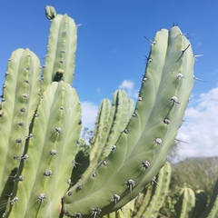 Myrtillocactus geometrizans
