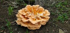 Laetiporus