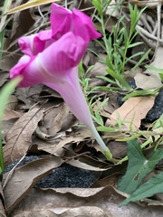 Ipomoea elongata