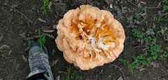 Laetiporus
