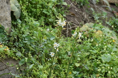 Trihesperus glaucus
