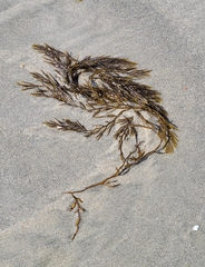 Stephanocystis