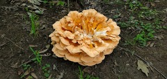 Laetiporus