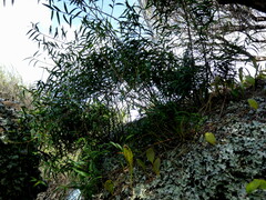 Dendrobium cunninghamii