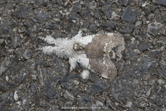 Calliteara horsfieldii