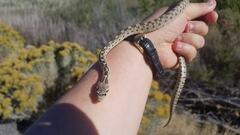 Pituophis catenifer deserticola