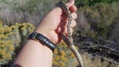 Pituophis catenifer deserticola