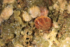 Chlamys hastata