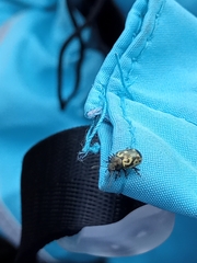 Zygogramma signatipennis