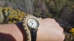 Pituophis catenifer deserticola