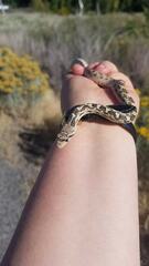 Pituophis catenifer deserticola