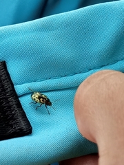 Zygogramma signatipennis