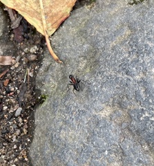 Camponotus obscuripes