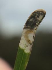 Stigmella aigialeia