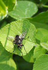 Tachinidae