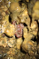 Glebocarcinus oregonensis