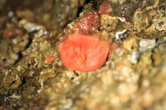 Cnemidocarpa finmarkiensis