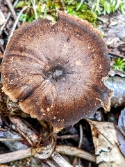 Lentinus brumalis