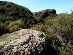 Dendrobium cunninghamii