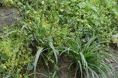 Trihesperus glaucus